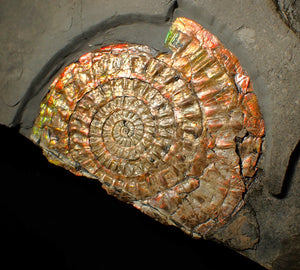 Large double iridescent Caloceras display ammonite fossil