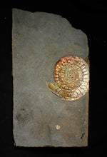 Load image into Gallery viewer, Large double iridescent Caloceras display ammonite fossil
