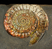 Load image into Gallery viewer, Large double iridescent Caloceras display ammonite fossil
