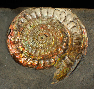 Large double iridescent Caloceras display ammonite fossil