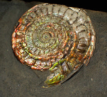 Load image into Gallery viewer, Large double iridescent Caloceras display ammonite fossil
