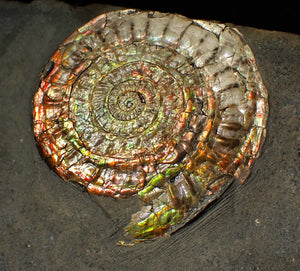 Large double iridescent Caloceras display ammonite fossil
