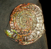 Load image into Gallery viewer, Large double iridescent Caloceras display ammonite fossil
