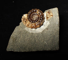 Load image into Gallery viewer, Calcite Xipheroceras ammonite fossil display piece (27mm)
