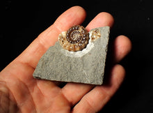 Load image into Gallery viewer, Calcite Xipheroceras ammonite fossil display piece (27mm)
