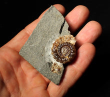 Load image into Gallery viewer, Calcite Xipheroceras ammonite fossil display piece (27mm)
