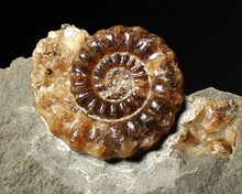 Load image into Gallery viewer, Calcite Xipheroceras ammonite fossil display piece (27mm)
