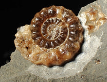 Load image into Gallery viewer, Calcite Xipheroceras ammonite fossil display piece (27mm)
