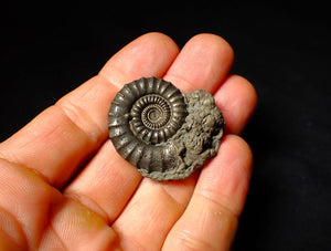 Large Crucilobiceras pyrite ammonite fossil (37 mm)