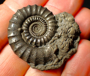 Large Crucilobiceras pyrite ammonite fossil (37 mm)