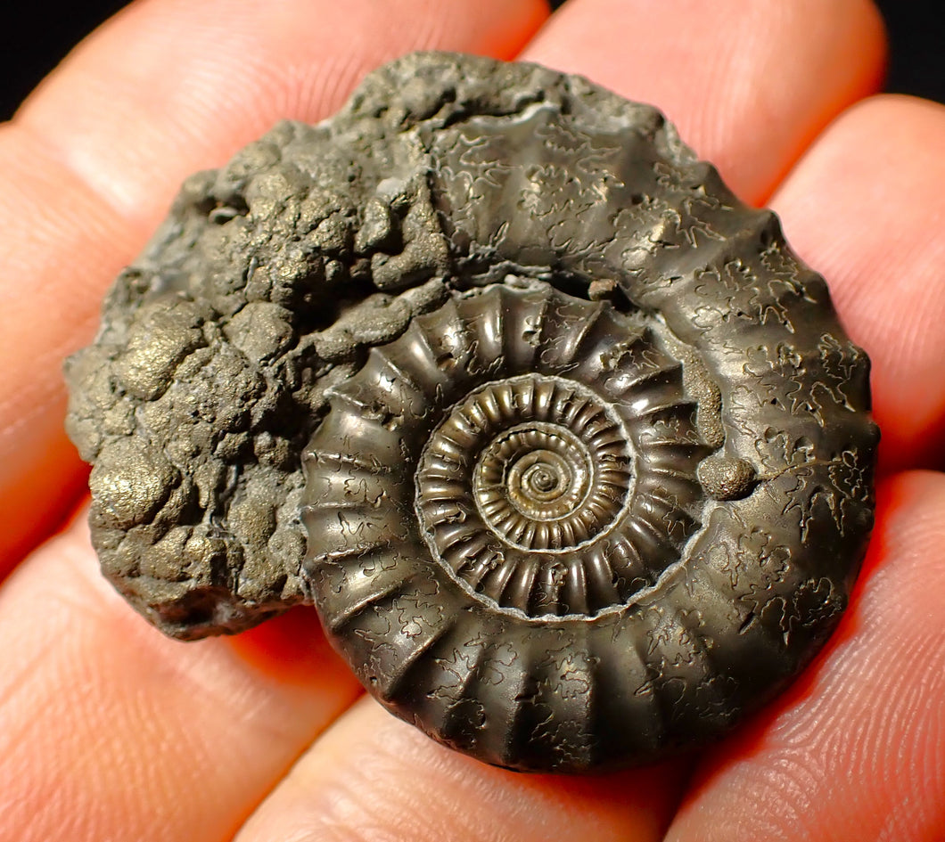 Large Crucilobiceras pyrite ammonite fossil (37 mm)