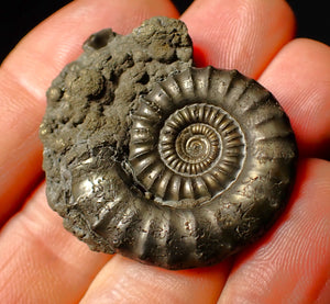 Large Crucilobiceras pyrite ammonite fossil (37 mm)