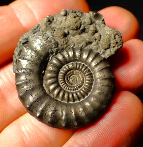 Large Crucilobiceras pyrite ammonite fossil (37 mm)