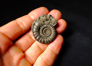 Large Crucilobiceras pyrite ammonite fossil (37 mm)