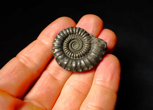 Large Crucilobiceras pyrite ammonite fossil (35 mm)