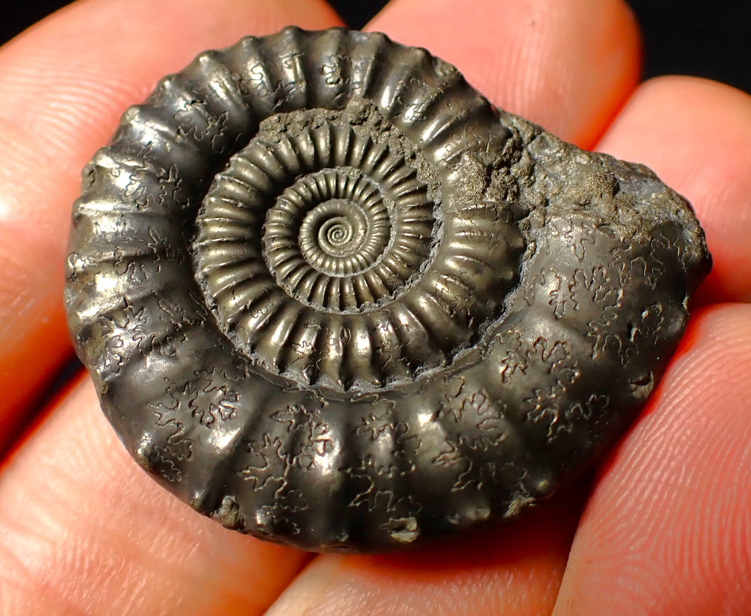 Large Crucilobiceras pyrite ammonite fossil (35 mm)