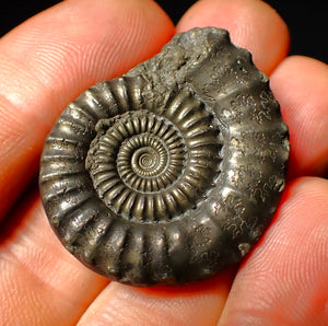 Large Crucilobiceras pyrite ammonite fossil (35 mm)