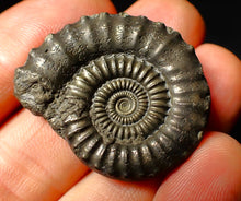 Load image into Gallery viewer, Large Crucilobiceras pyrite ammonite fossil (35 mm)
