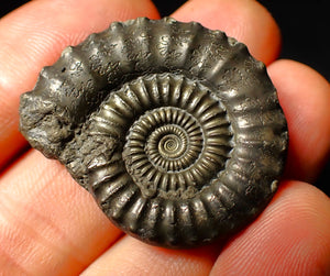 Large Crucilobiceras pyrite ammonite fossil (35 mm)