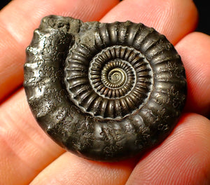 Large Crucilobiceras pyrite ammonite fossil (35 mm)