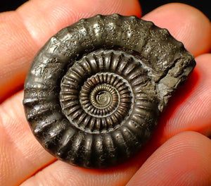 Large Crucilobiceras pyrite ammonite fossil (35 mm)