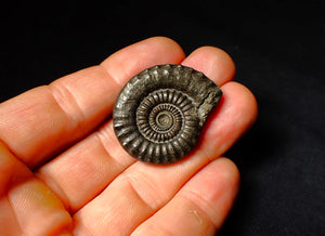 Large Crucilobiceras pyrite ammonite fossil (35 mm)