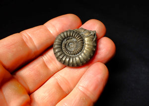 Large Crucilobiceras pyrite ammonite fossil (34 mm)