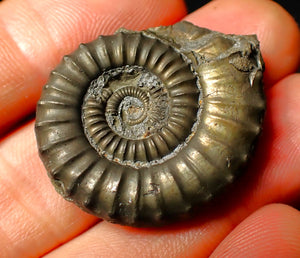 Large Crucilobiceras pyrite ammonite fossil (34 mm)