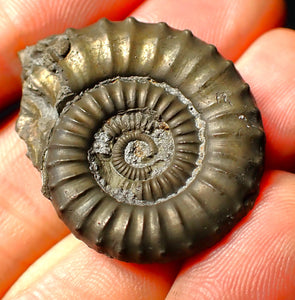 Large Crucilobiceras pyrite ammonite fossil (34 mm)