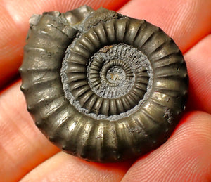 Large Crucilobiceras pyrite ammonite fossil (34 mm)