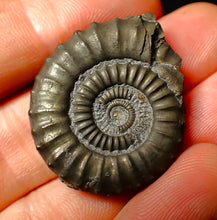 Load image into Gallery viewer, Large Crucilobiceras pyrite ammonite fossil (34 mm)
