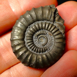 Large Crucilobiceras pyrite ammonite fossil (34 mm)