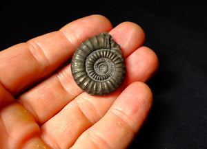 Large Crucilobiceras pyrite ammonite fossil (34 mm)