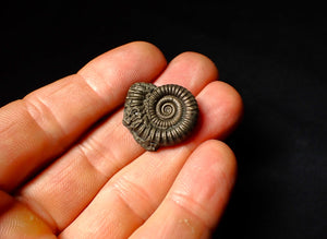 Large Crucilobiceras pyrite ammonite fossil (25 mm)