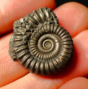 Large Crucilobiceras pyrite ammonite fossil (25 mm)