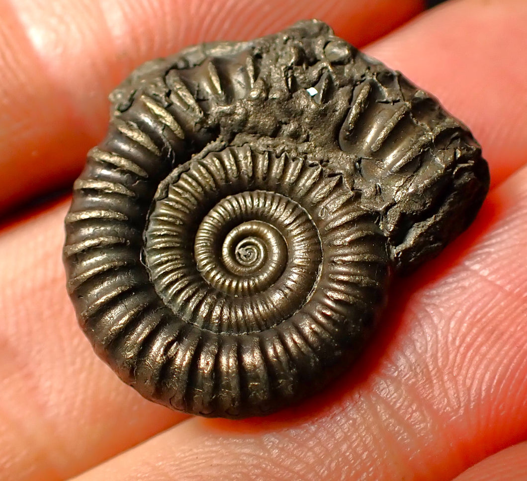 Large Crucilobiceras pyrite ammonite fossil (25 mm)