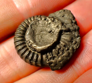 Large Crucilobiceras pyrite ammonite fossil (25 mm)