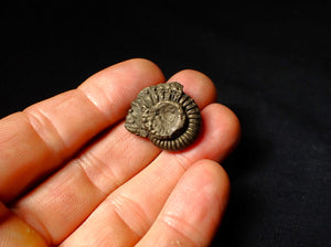 Large Crucilobiceras pyrite ammonite fossil (25 mm)