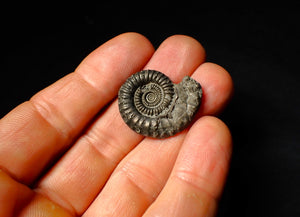 Large Crucilobiceras pyrite ammonite fossil (28 mm)