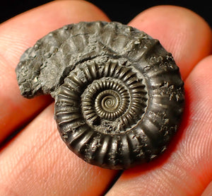 Large Crucilobiceras pyrite ammonite fossil (28 mm)