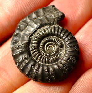 Large Crucilobiceras pyrite ammonite fossil (28 mm)