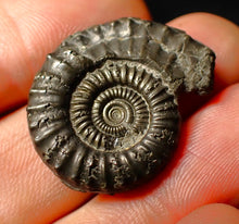 Load image into Gallery viewer, Large Crucilobiceras pyrite ammonite fossil (28 mm)
