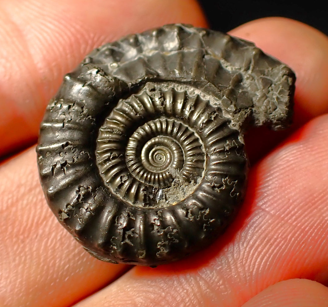 Large Crucilobiceras pyrite ammonite fossil (28 mm)