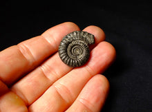 Load image into Gallery viewer, Large Crucilobiceras pyrite ammonite fossil (28 mm)
