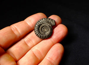 Large Crucilobiceras pyrite ammonite fossil (28 mm)