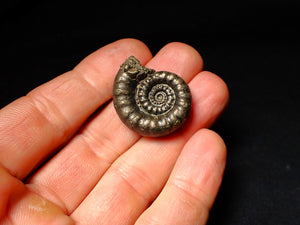 Pyrite Eoderoceras ammonite fossil (30 mm)