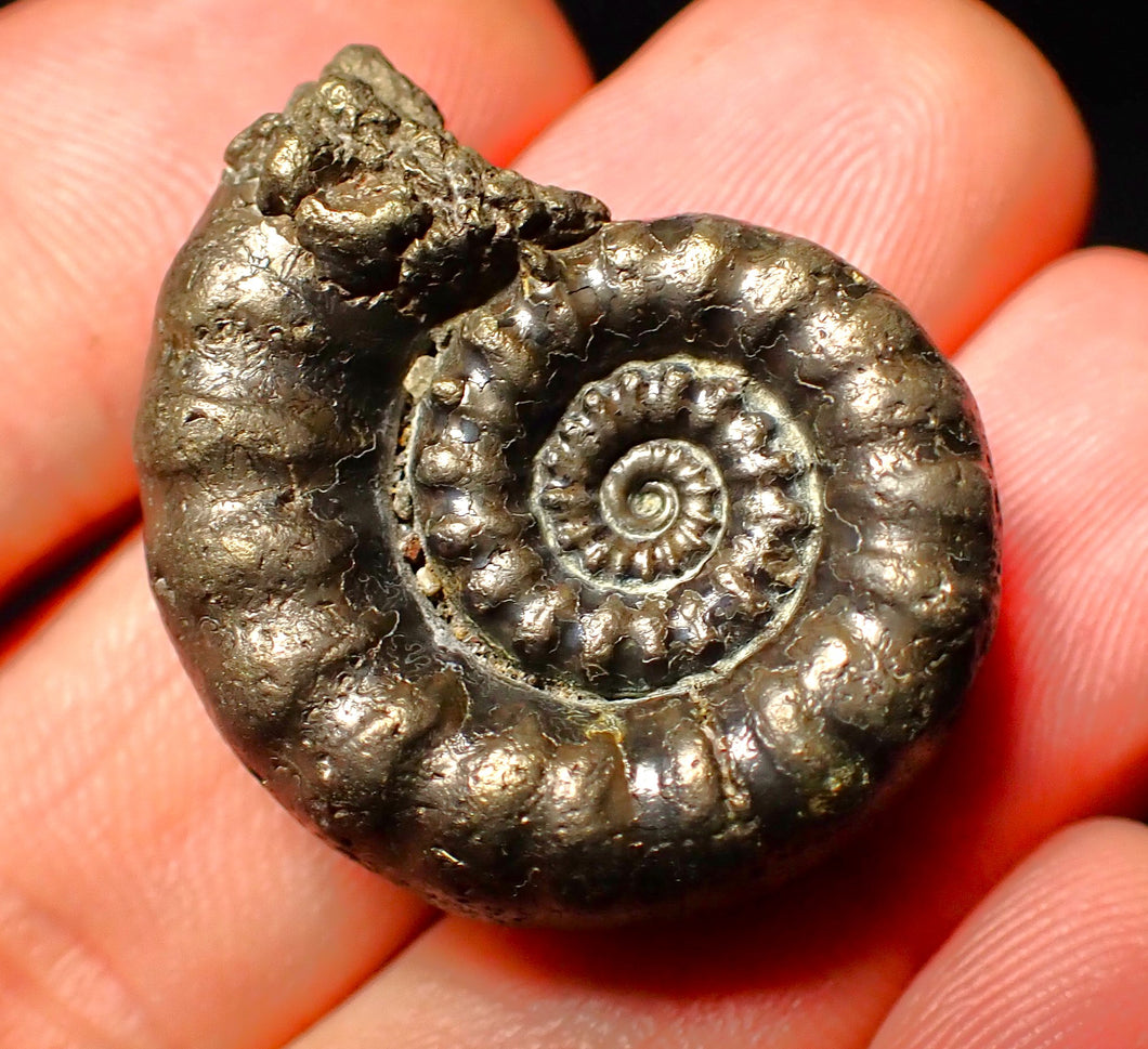 Pyrite Eoderoceras ammonite fossil (30 mm)