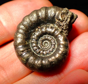 Pyrite Eoderoceras ammonite fossil (30 mm)