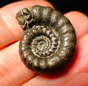 Pyrite Eoderoceras ammonite fossil (30 mm)