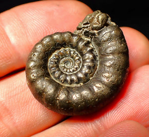 Pyrite Eoderoceras ammonite fossil (30 mm)